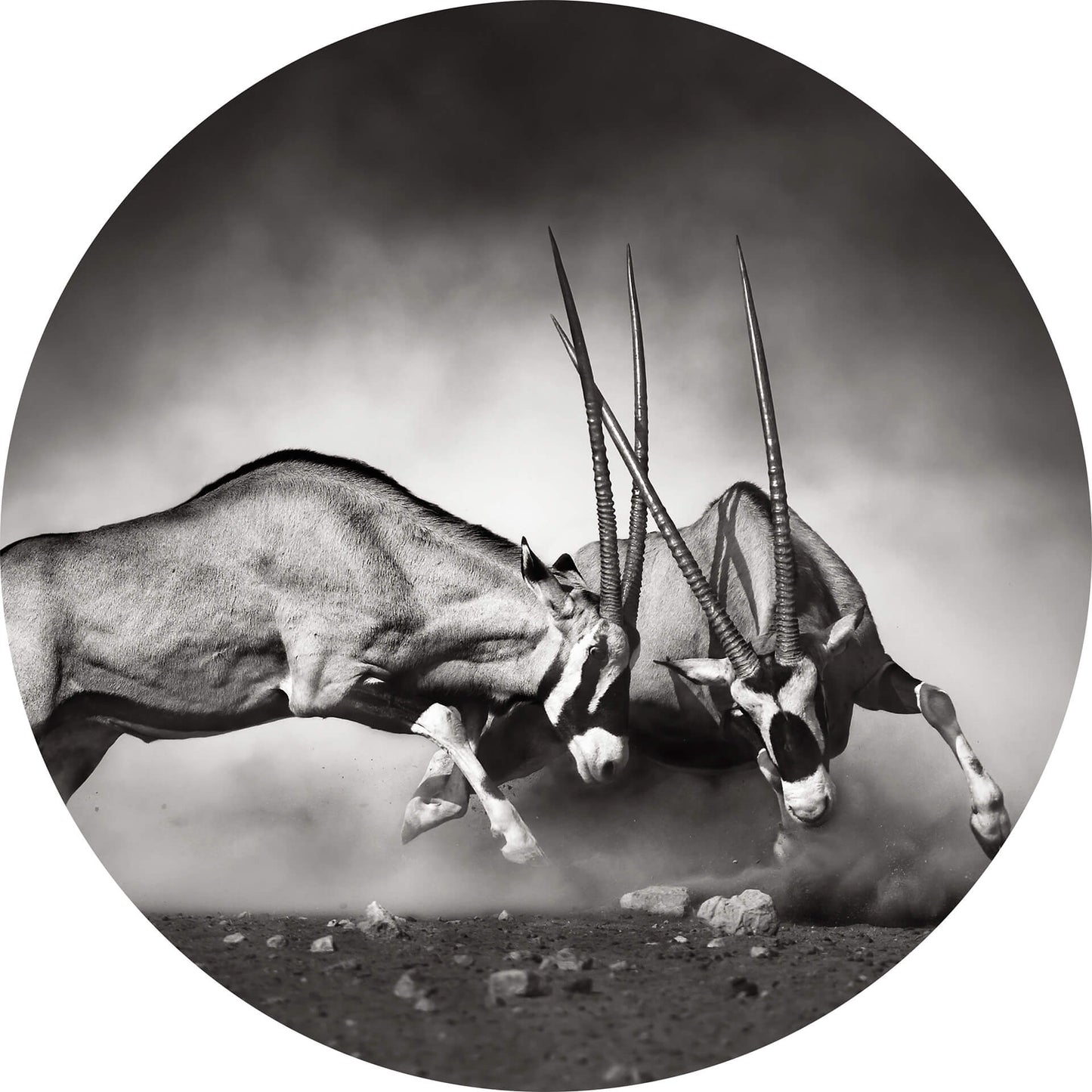 A.S. Création Vlies Fototapete Tiere  The Duel DD119201   Designwalls