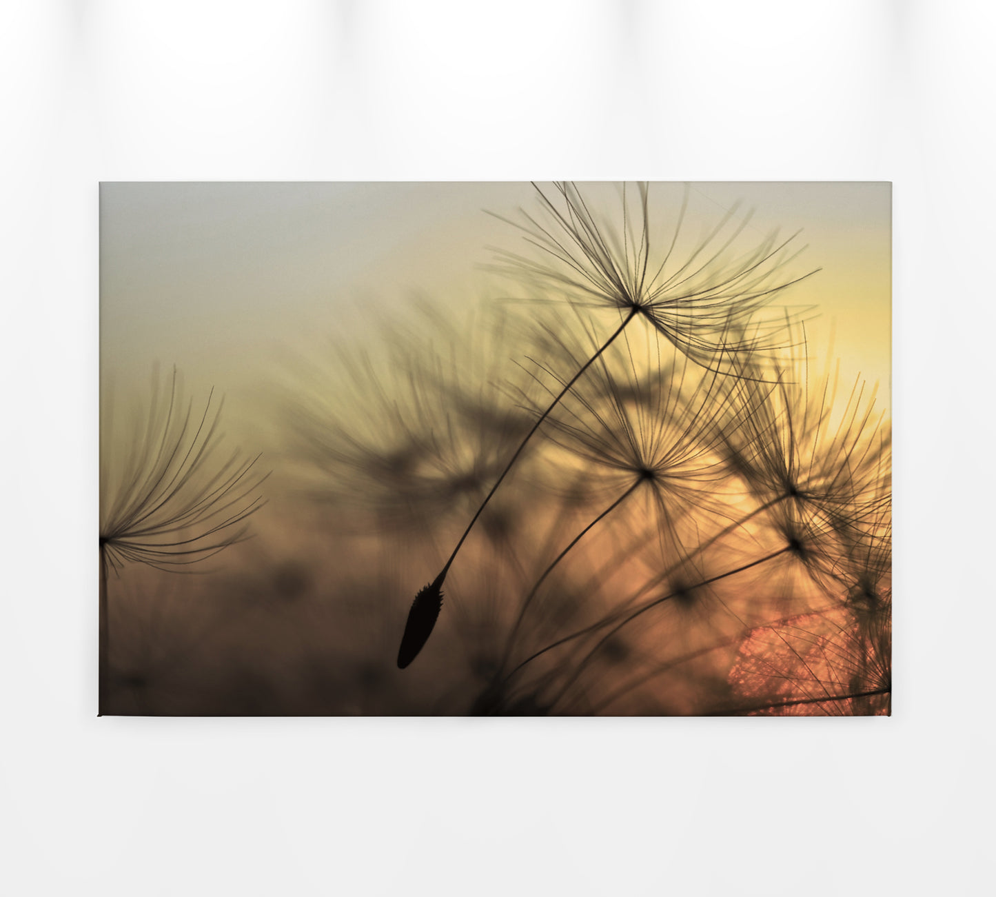 Löwenzahn Leinwandbild Orange 90x60 DD120285 Wandbild Leinwand Natur Gelb