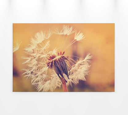 Löwenzahn Leinwandbild 90x60 DD120286 Keilrahmen Wandbild Orange Gelb Leinwand