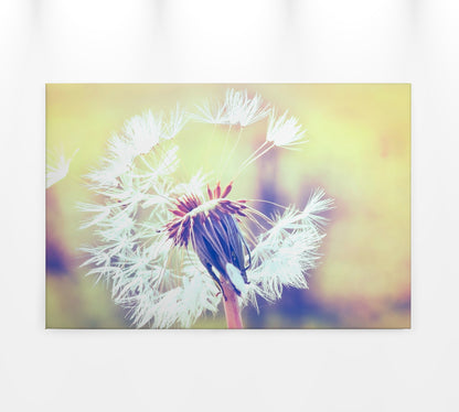Löwenzahn Leinwandbild Weiß 90x60 DD120287 Wandbild Natur Gelb Keilrahmen