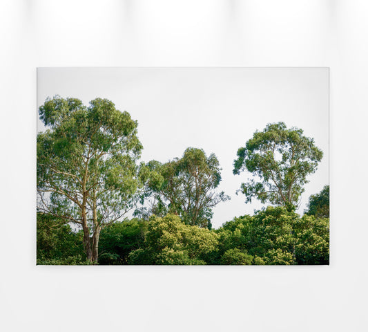 Baumwipfel Leinwandbild Grün Weiß 90x60 DD120290 Keilrahmen Wandbild Leinwand