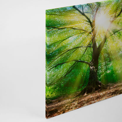 Leinwandbild Baum Sonnenstrahlen Grün Braun 90x60 DD120310 Keilrahmen Wandbild