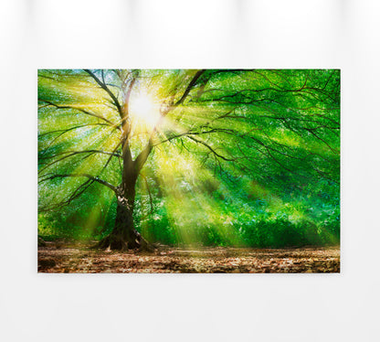 Leinwandbild Baum Sonnenstrahlen Grün Braun 90x60 DD120310 Keilrahmen Wandbild