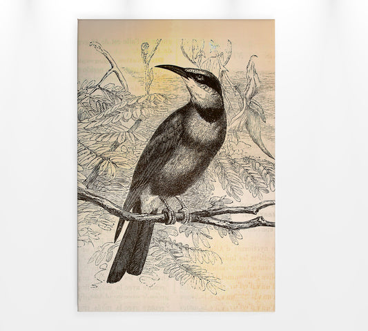 Vogel Leinwandbild Gelb Schwarz 60x90 DD120376 Keilrahmenbild Wandbild Leinwand