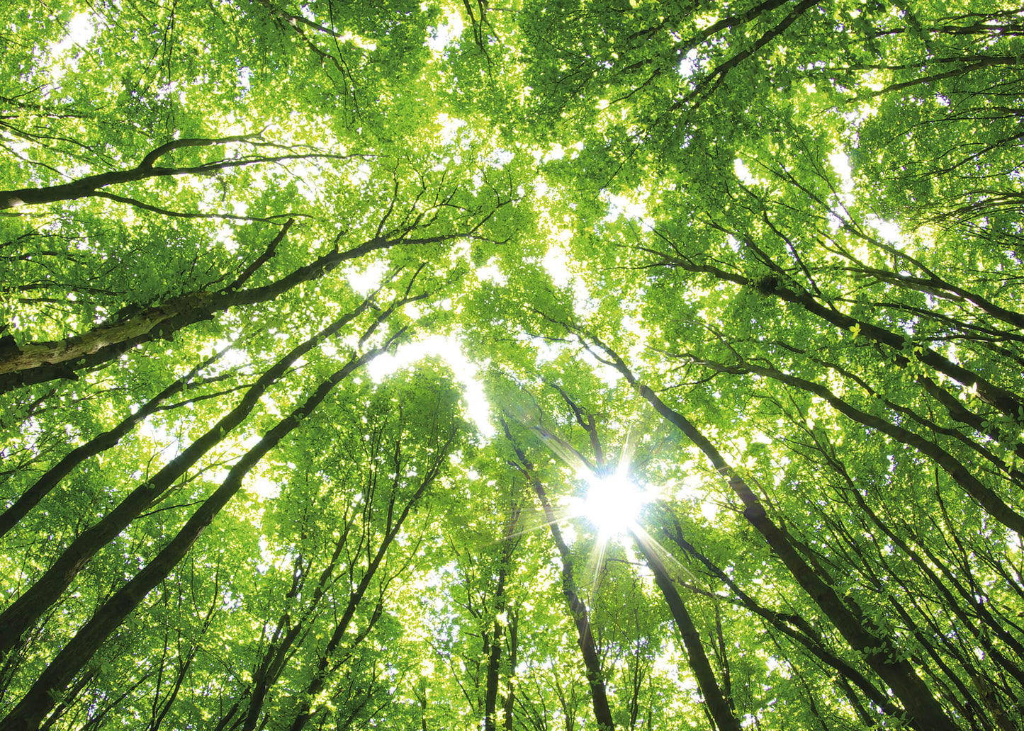 Leinwandbild Wald Grün 70x50 DD123013 Keilrahmenbild Wandbild Leinwand Natur