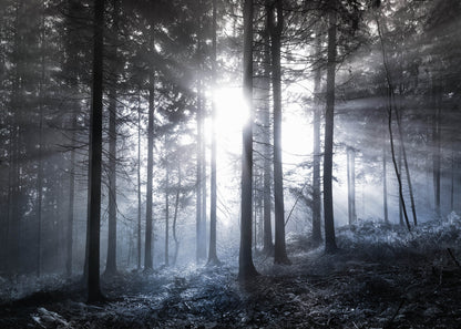 Leinwandbild Wald Blau Weiß Schwarz 70x50 DD123020 Keilrahmen Wandbild Leinwand