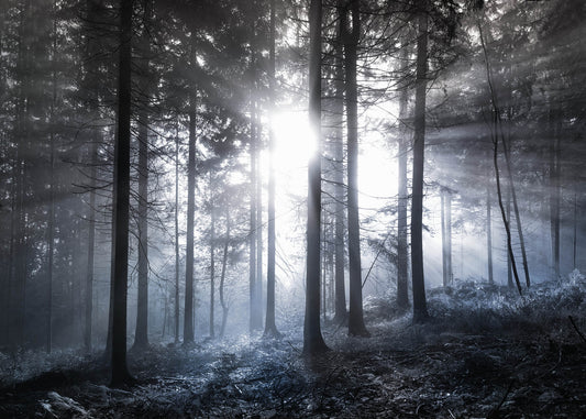 Leinwandbild Wald Blau Weiß Schwarz 70x50 DD123020 Keilrahmen Wandbild Leinwand