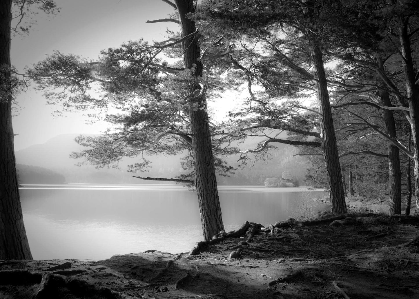 Leinwandbild See Wald Weiß Schwarz 70x50cm DD123021 Keilrahmen Wandbild Leinwand