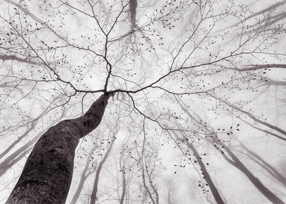 Baum Leinwandbild Weiß Schwarz 70x50 DD123022 Keilrahmenbild Wandbild Leinwand