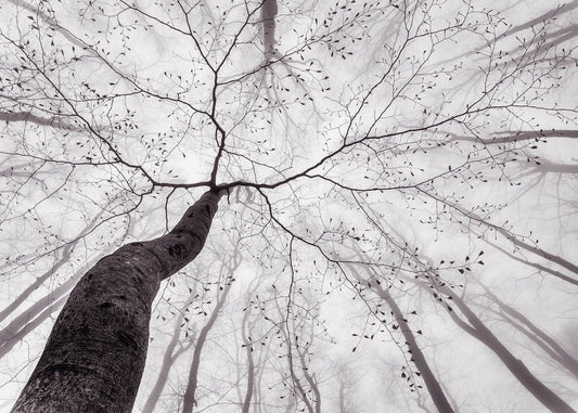 Baum Leinwandbild Weiß Schwarz 70x50 DD123022 Keilrahmenbild Wandbild Leinwand