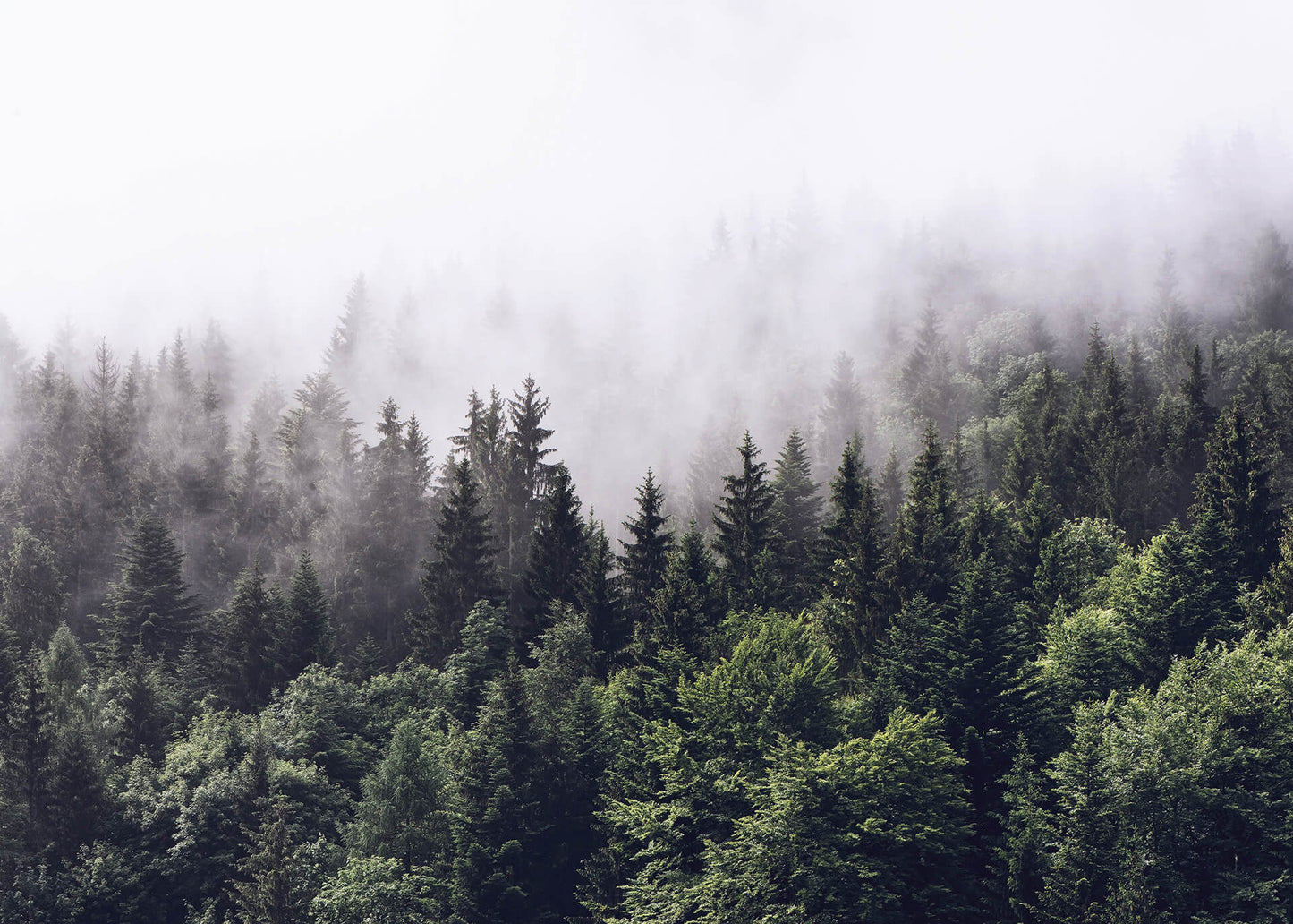 Leinwandbild Wald Grün Weiß 70x50 DD123024 Keilrahmenbild Wandbild Leinwand