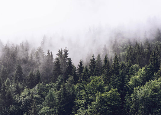 Leinwandbild Wald Grün Weiß 70x50 DD123024 Keilrahmenbild Wandbild Leinwand