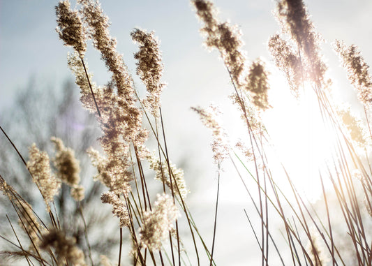 Leinwandbild Blume Blau Beige 70x50 DD123037 Keilrahmenbild Wandbild Leinwand