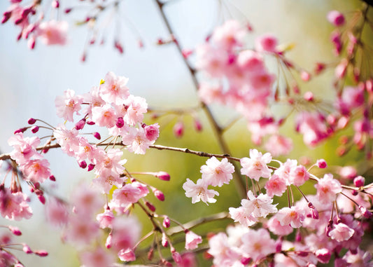 Leinwandbild Blume Rosa 70x50 DD123038 Keilrahmenbild Wandbild Leinwand