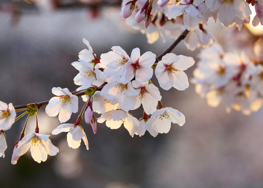 Leinwandbild Blume Weiß Rosa 70x50 DD123039 Keilrahmenbild Wandbild Leinwand