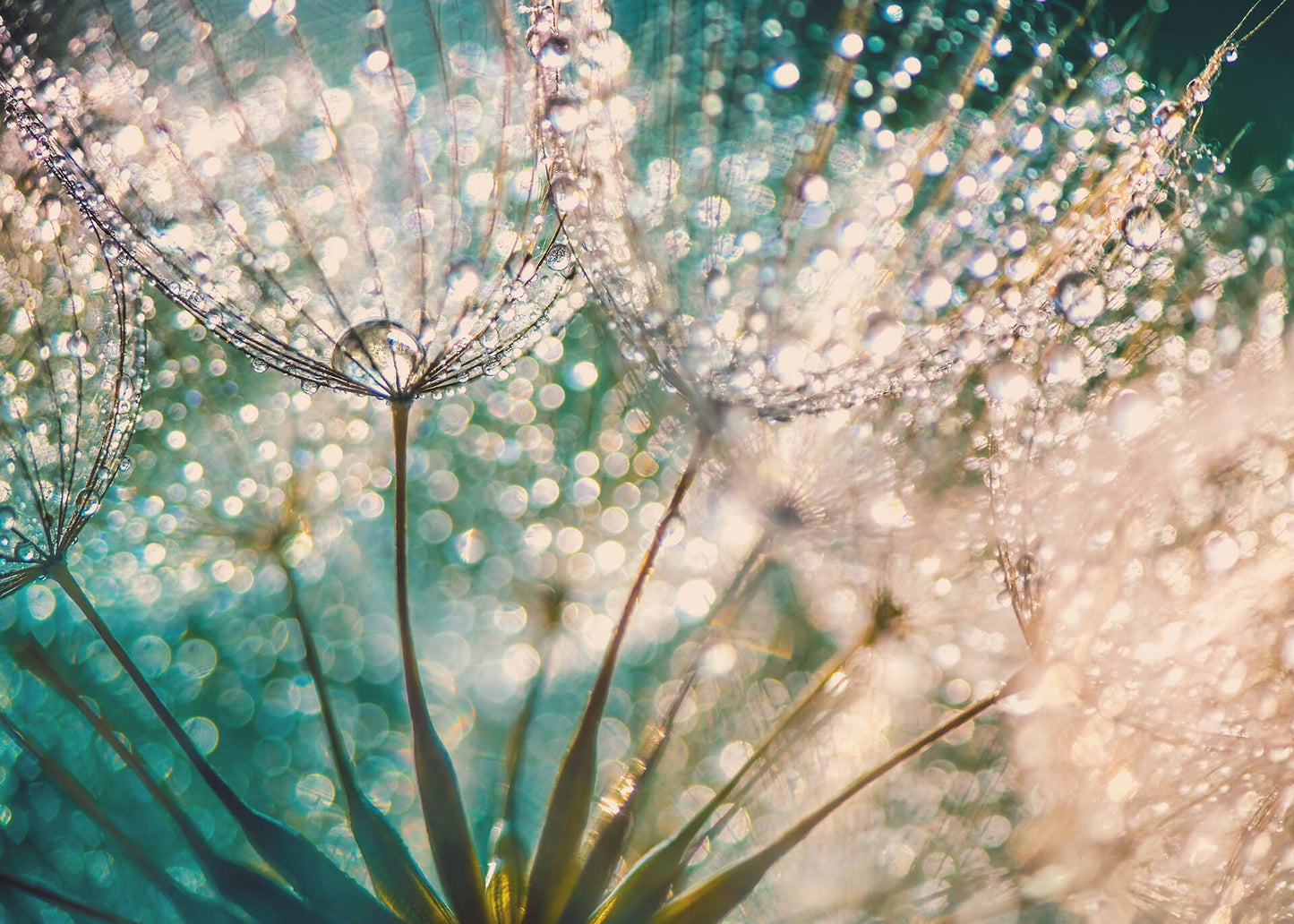 Leinwandbild Blume Weiß Rosa 70x50 DD123040 Keilrahmenbild Wandbild Leinwand