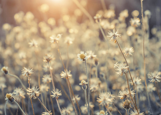 Leinwandbild Blume Beige Weiß 70x50 DD123041 Keilrahmenbild Wandbild Leinwand