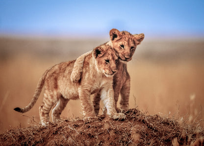 Leinwandbild Wildtiere Beige Blau Braun 70x50 DD123109 Wandbild Leinwand Natur