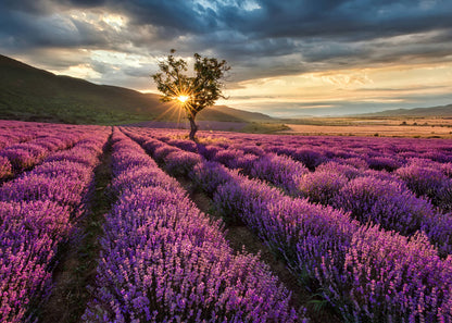 Leinwandbild Landschaft Lila Lavendelfeld 70x50 DD123111 Keilrahmenbild Wandbild