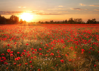 Leinwandbild Mohnfeld Rot Orange Blumenwiese 70x50 DD123112 Keilrahmen Wandbild