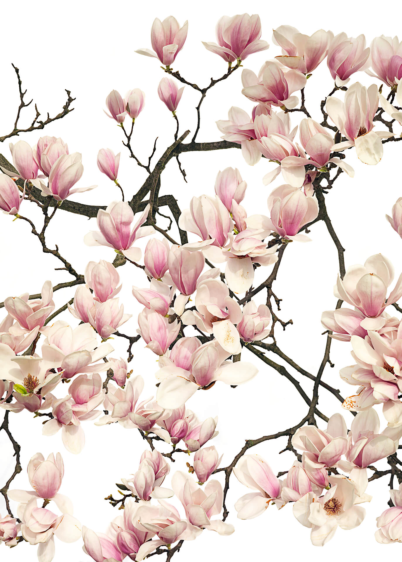 Blume Leinwandbild Weiß Rosa 50x70 DD123114 Keilrahmenbild Wandbild Leinwand