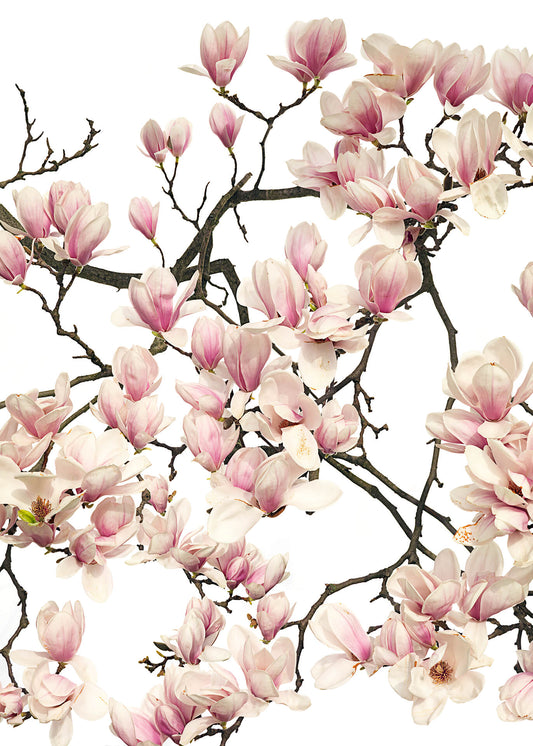 Blume Leinwandbild Weiß Rosa 50x70 DD123114 Keilrahmenbild Wandbild Leinwand