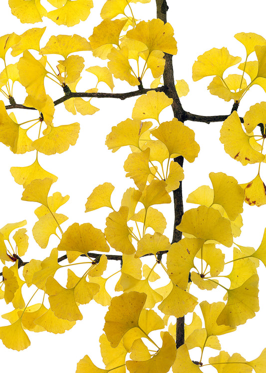 Blume Leinwandbild Weiß Gelb 50x70 DD123115 Keilrahmenbild Wandbild Leinwand