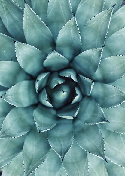 Blume Leinwandbild Grün Floral 50x70 DD123119 Keilrahmenbild Wandbild Leinwand