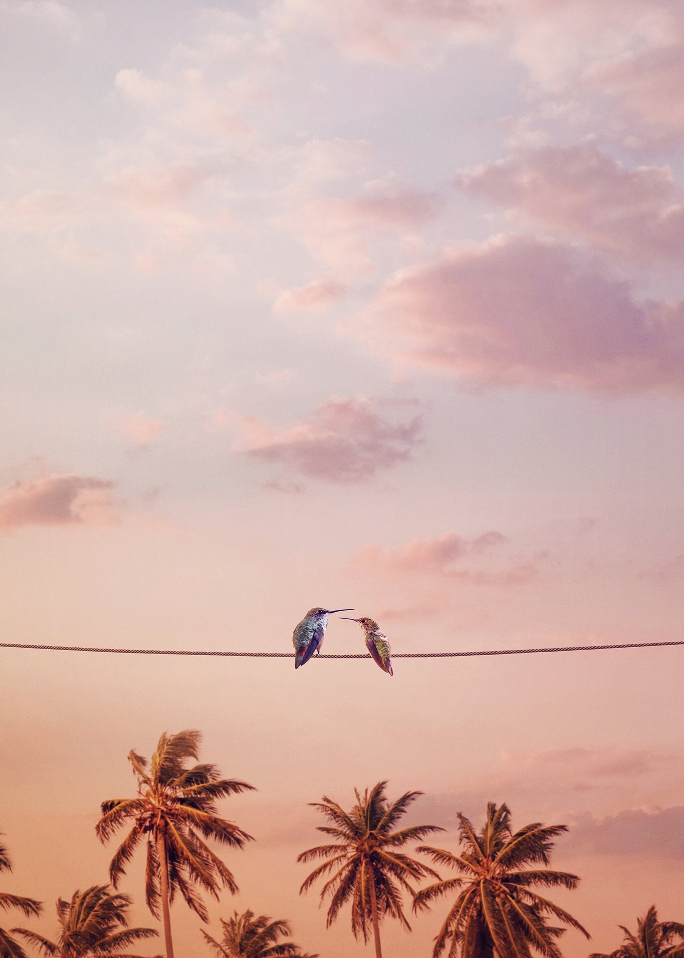 Leinwandbild Vögel Rosa 50x70 DD123129 Keilrahmenbild Wandbild Leinwand