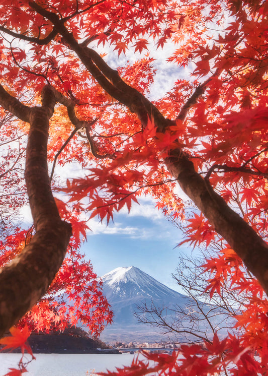 Leinwandbild Blätter Baum Rosa 50x70 DD123130 Keilrahmenbild Wandbild Natur