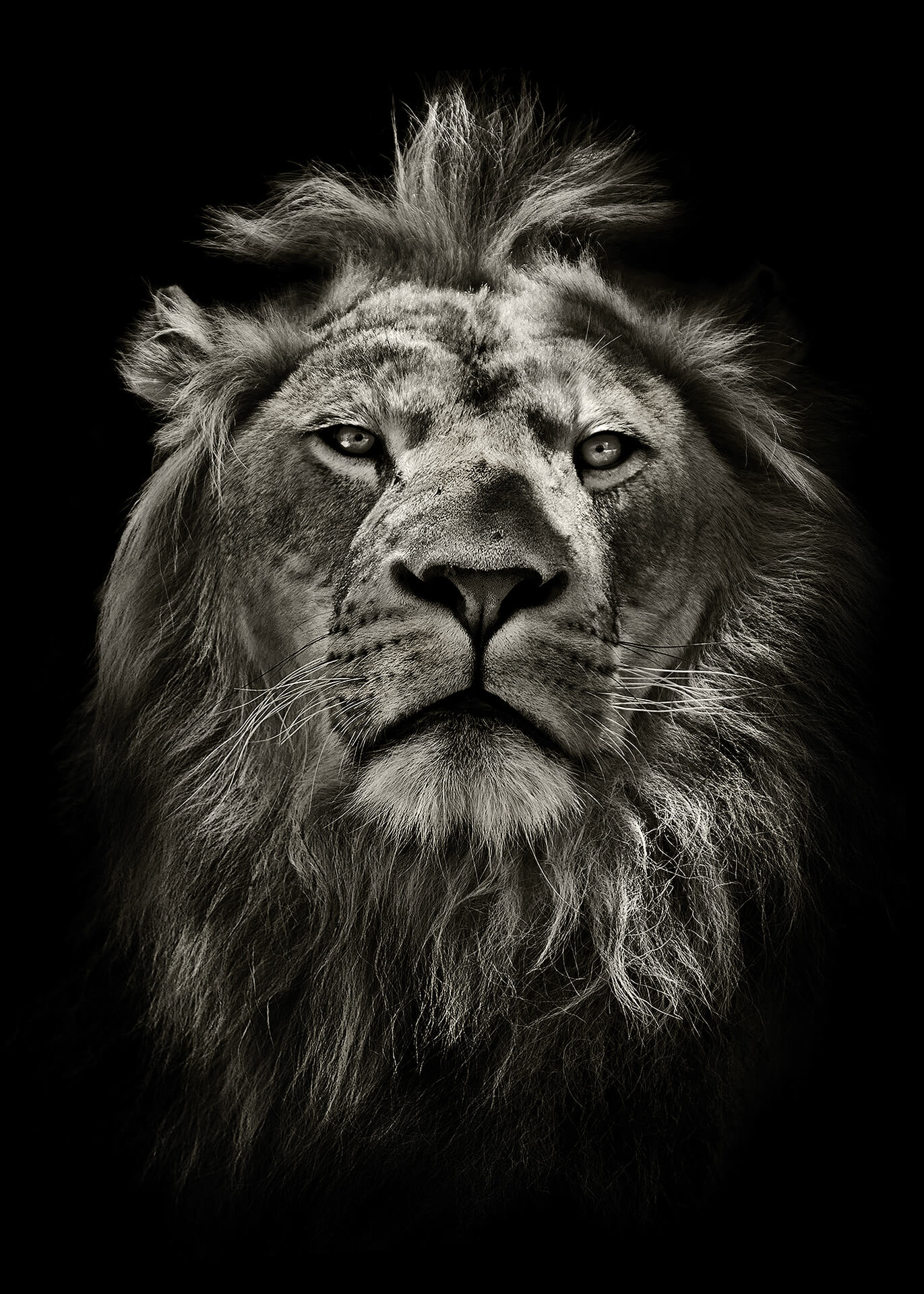 Leinwandbild Löwenkopf Grau Schwarz  50x70 DD123132 Keilrahmen Wandbild Leinwand