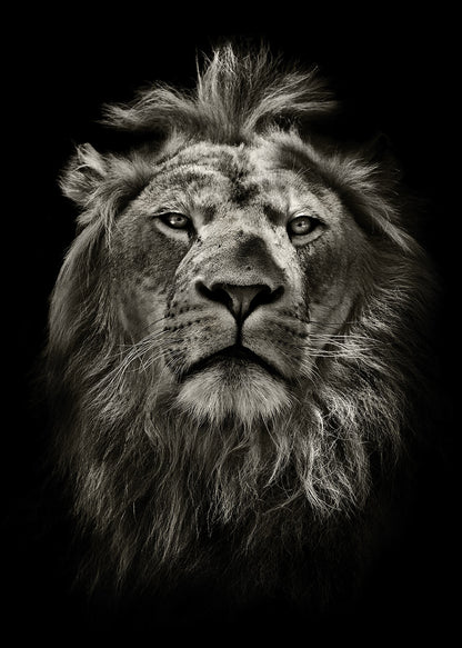 Leinwandbild Löwenkopf Grau Schwarz  50x70 DD123132 Keilrahmen Wandbild Leinwand