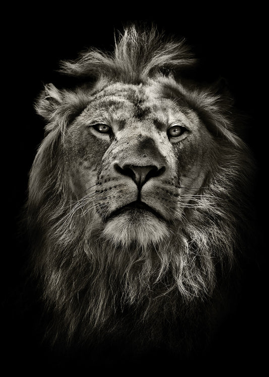 Leinwandbild Löwenkopf Grau Schwarz  50x70 DD123132 Keilrahmen Wandbild Leinwand