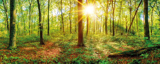 Wald Leinwandbild Grün Braun 100x40 DD123203 Keilrahmenbild Wandbild Leinwand