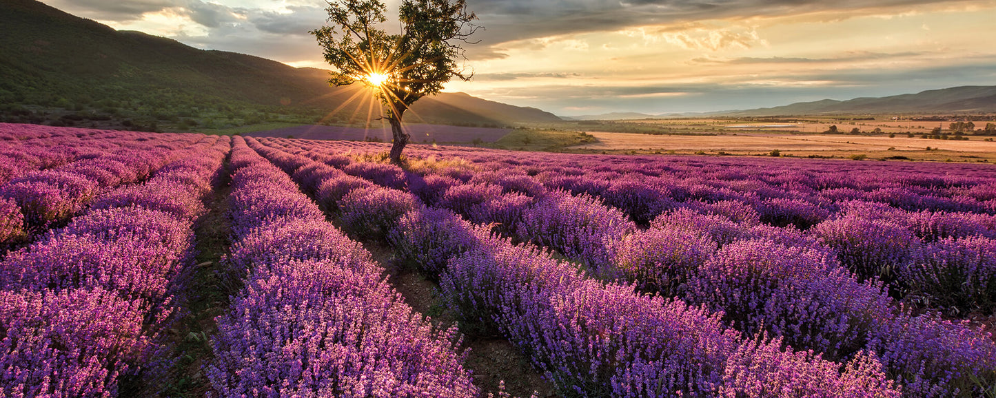 Leinwandbild Lavendelfeld Lila Braun 100x40 DD123206 Keilrahmenbild Wandbild