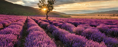 Leinwandbild Lavendelfeld Lila Braun 100x40 DD123206 Keilrahmenbild Wandbild