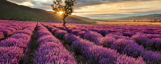 Leinwandbild Lavendelfeld Lila Braun 100x40 DD123206 Keilrahmenbild Wandbild