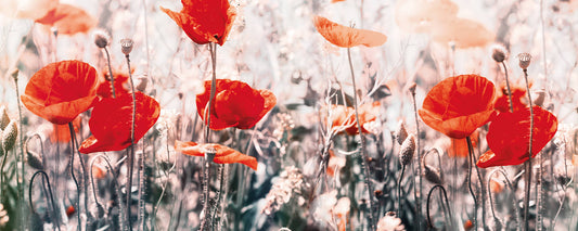 Leinwandbild Blume Rot Grau Grün 100x40 DD123220 Keilrahmen Wandbild Leinwand