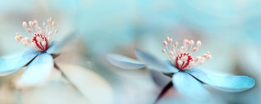 Leinwandbild Blume Blau Grau 100x40 DD123222 Keilrahmen Wandbild Leinwand