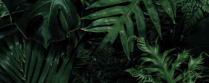 Leinwandbild Palmenblatt Grün Schwarz 100x40 DD123225 Wandbild Leinwand