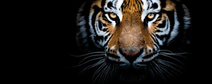 Leinwandbild Tiger Braun Weiß Schwarz 100x40 DD123226 Wandbild Leinwand