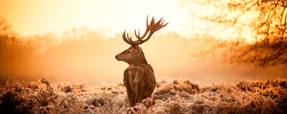 Leinwandbild Hirsch Orange Braun 100x40 DD123228 Keilrahmenbild Wandbild