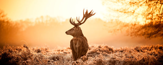 Leinwandbild Hirsch Orange Braun 100x40 DD123228 Keilrahmenbild Wandbild