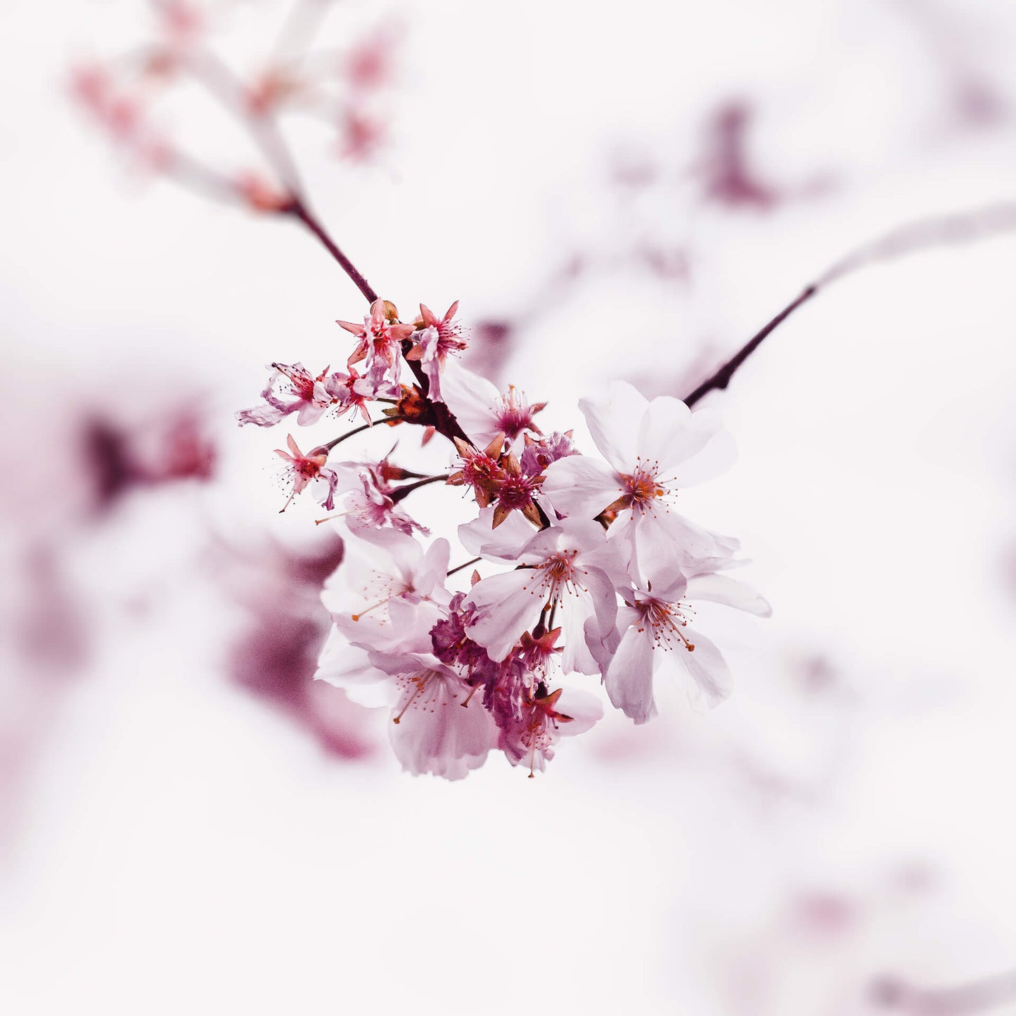 Kirschblüte Leinwandbild Rosa 50x50 DD123258 Keilrahmenbild Wandbild Leinwand