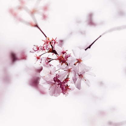 Kirschblüte Leinwandbild Rosa 50x50 DD123258 Keilrahmenbild Wandbild Leinwand