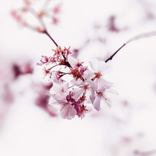 Kirschblüte Leinwandbild Rosa 50x50 DD123258 Keilrahmenbild Wandbild Leinwand