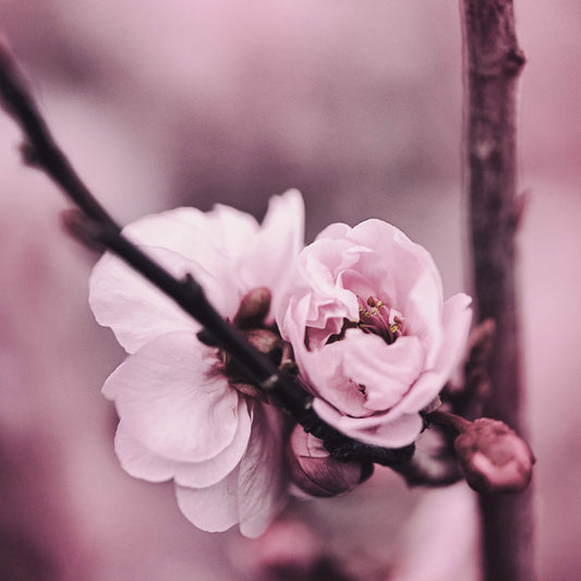 Blume Leinwandbild Rosa 50x50 DD123259 Keilrahmenbild Wandbild Leinwand