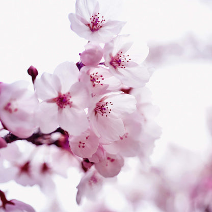 Kirschblüte Leinwandbild Rosa Weiß 50x50 DD123260 Keilrahmen Wandbild Leinwand