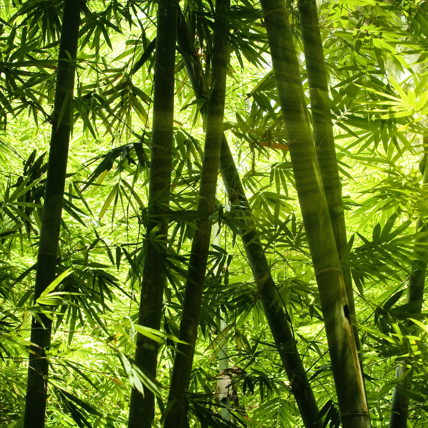 Leinwandbild Bambuswald Grün Schwarz 50x50 DD123265 Keilrahmen Wandbild Leinwand