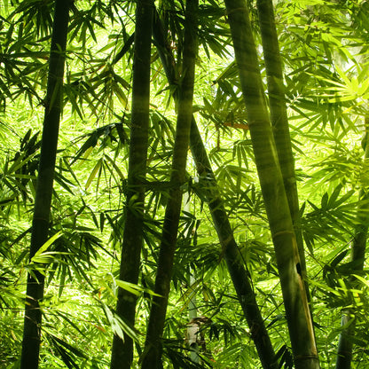 Leinwandbild Bambuswald Grün Schwarz 50x50 DD123265 Keilrahmen Wandbild Leinwand